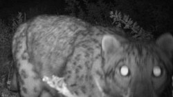Shooting A Snow Leopard In Siberia -- Legally